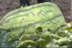 网爆吃瓜平度,揭秘背后真相与热议焦点