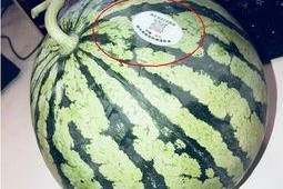 网红动感吃瓜,揭秘网络红人的美食狂欢